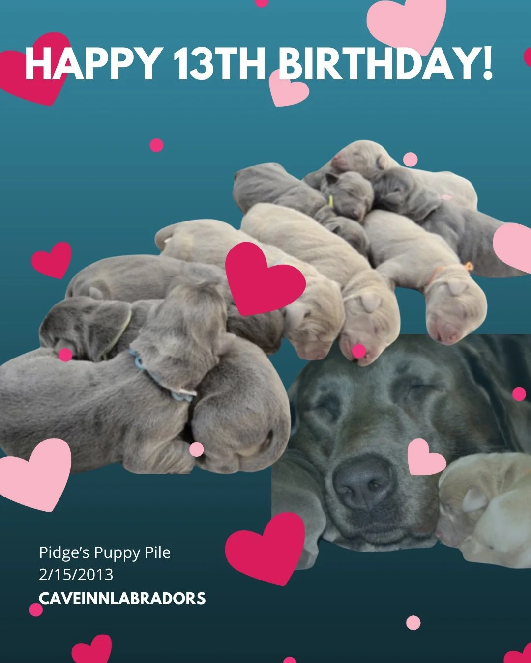 We celebrate Pidge's Puppy Pile today at the #CaveInn.