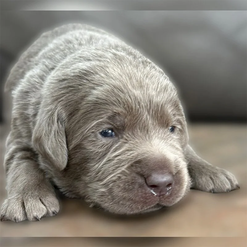 CaveInn’s English Labrador Spring Puppies
