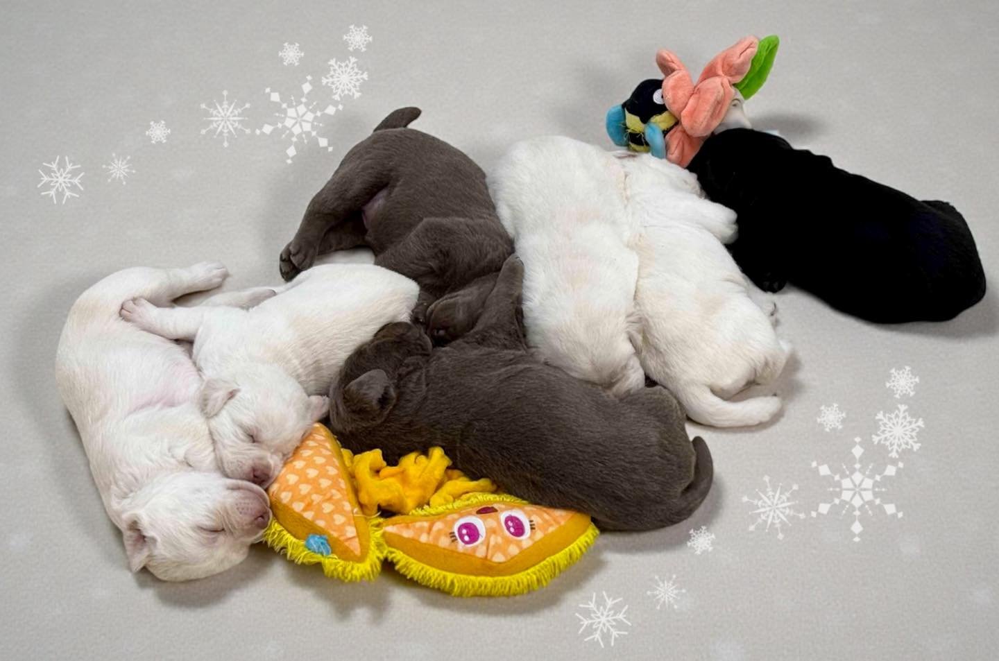 Sam&rsquo;s #QuietWinter puppies are 3 weeks old! ❄️🐾
Our sweet #LabradorRetriever babies have their eyes open, are finding their little voices, and starting to wobble into more confident steps. Personalities are just beginning to shine, and the nur