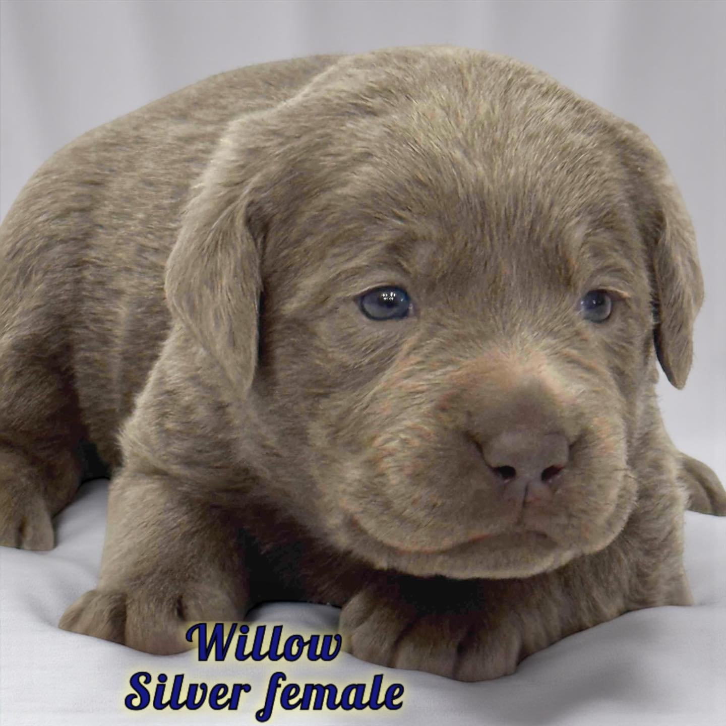 Sam&rsquo;s #QuietWinter puppies at 3 weeks!
 #quietwinter #caveinnlabradors