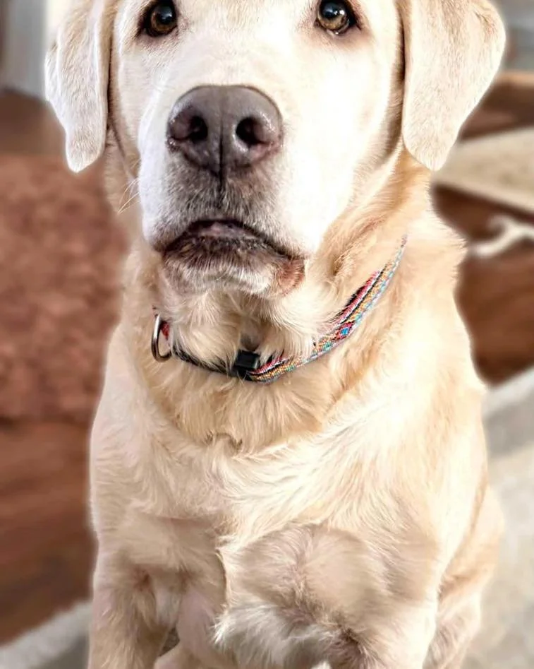 Cave&rsquo;s favorite part of the day? Snack time, of course! 🍎 Apples are at the top of his treat list at the #CaveInn.