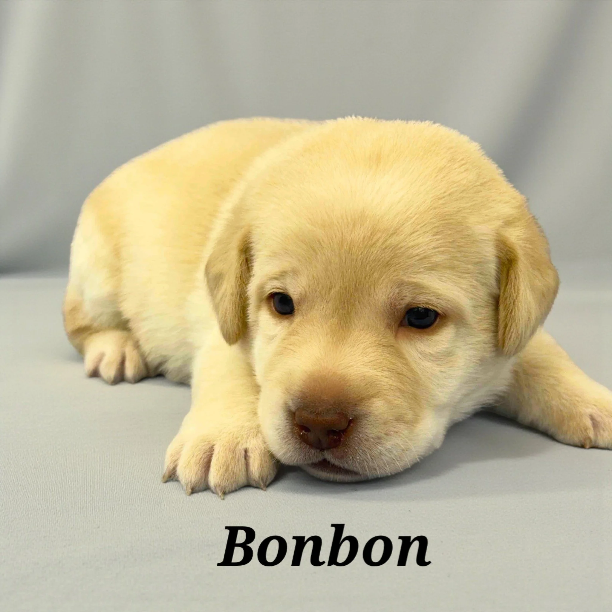 Exploration Begins

Puppies begin walking more confidently and engaging in early play with littermates. Curiosity grows, and early personality traits begin to emerge. New textures and light sensory experiences are introduced while maintaining a calm 