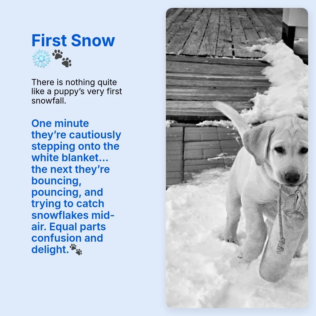 Watching this sweet 11 week old boy, Hank, (aka Goober #Mayberry)  experience winter for the first time reminds us how important early confidence and exposure are. Brave curiosity turns into steady temperament &mdash; and then into the kind of compan