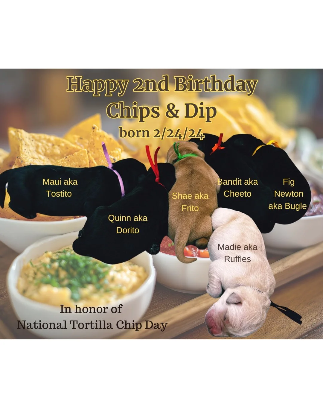 Happy 2nd Birthday to the #ChipsandDip puppies from the #CaveInn.