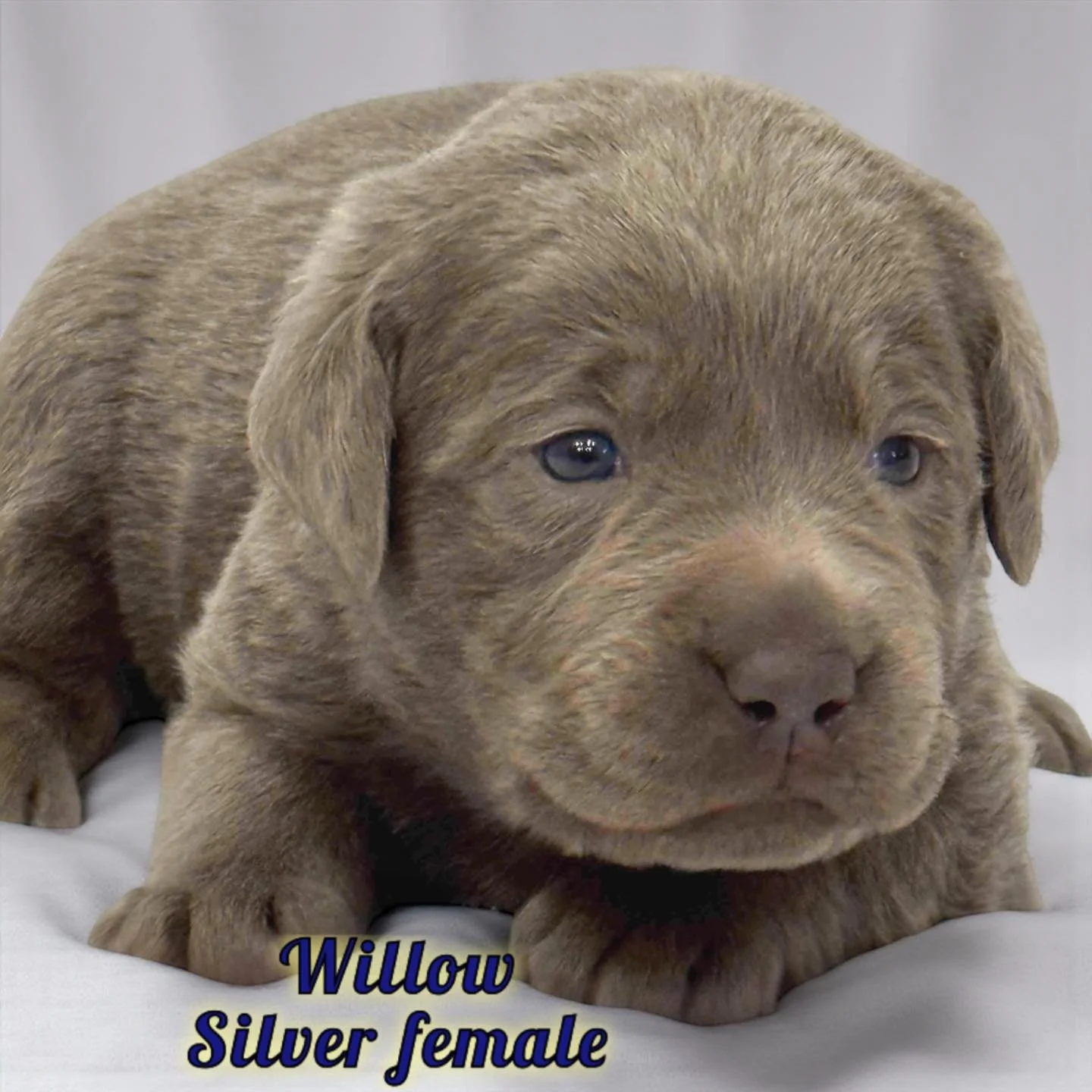 Sam&rsquo;s #QuietWinter puppies at 3 weeks!
 #quietwinter #caveinnlabradors