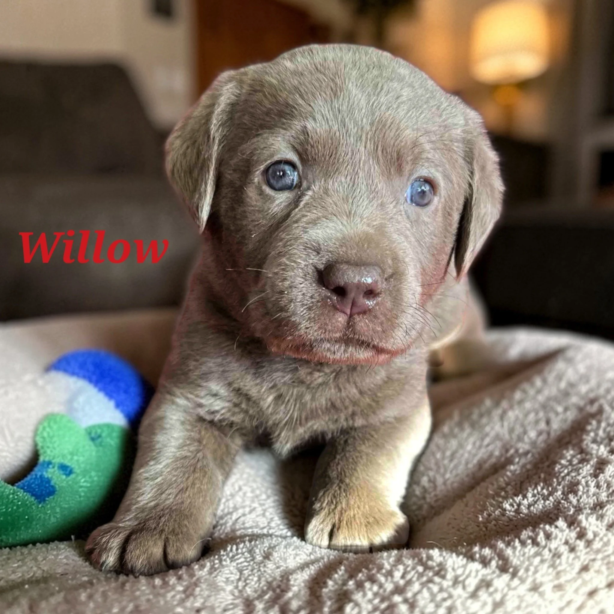 Sam&rsquo;s Quiet Winter puppies are 4 weeks old! ❄️🐾

This is when things really start to change. Our sweet Labrador Retriever babies are:

&bull; Moving with much more coordination
&bull; Engaging in early play with littermates
&bull; Exploring th