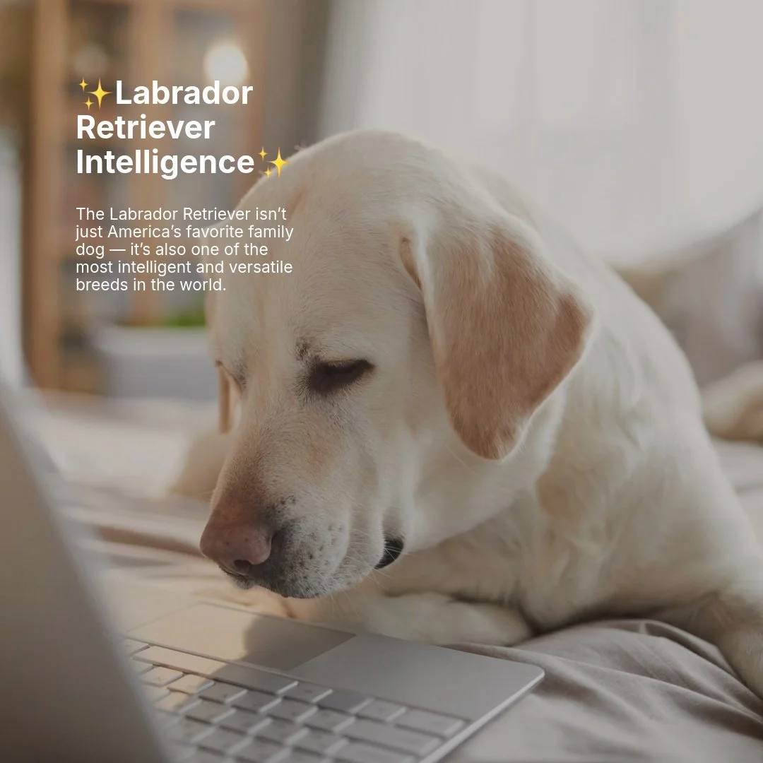 The Intelligence of the Labrador Retriever