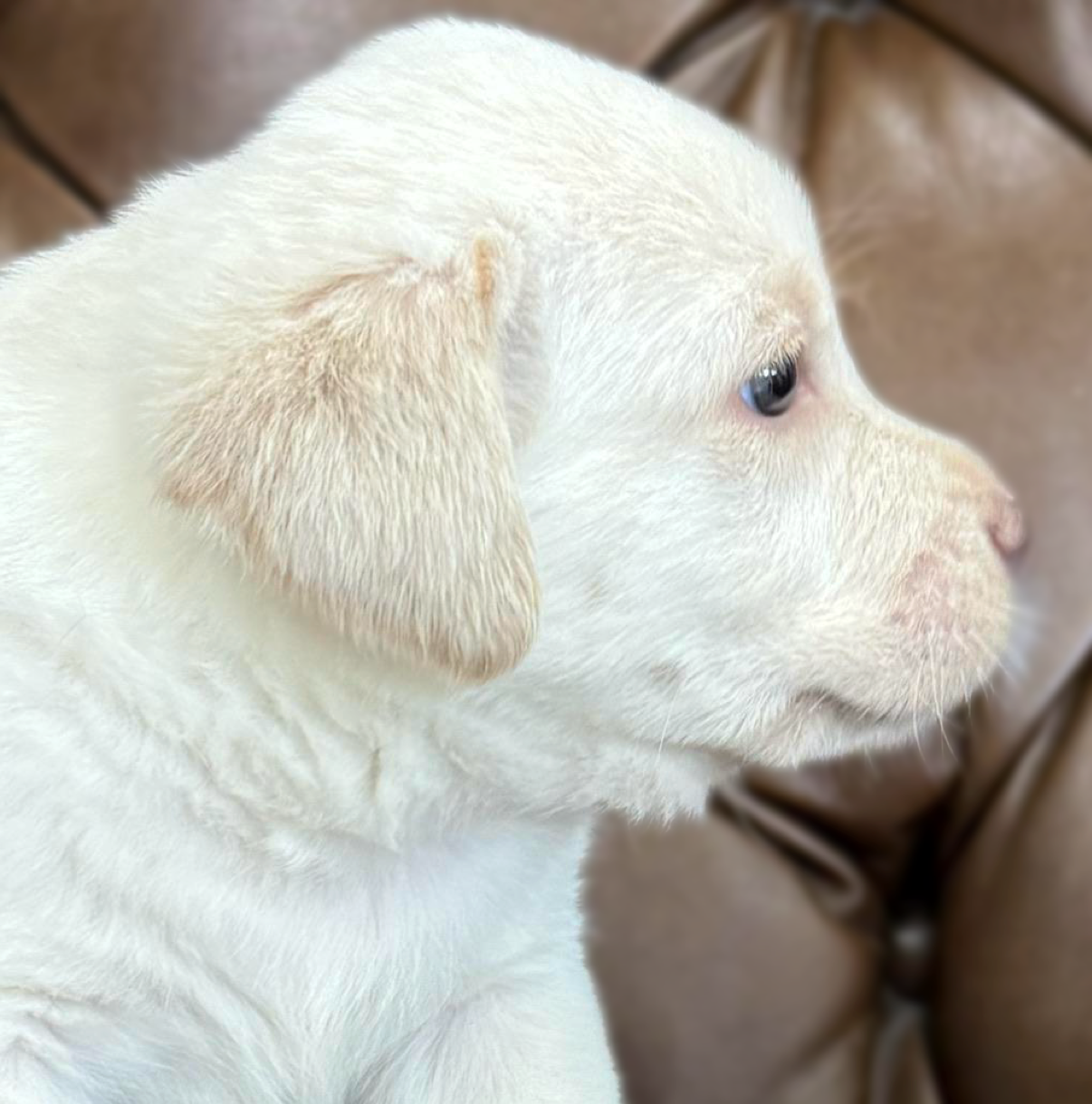 How Does A Labrador Puppy’s Vision Develop?