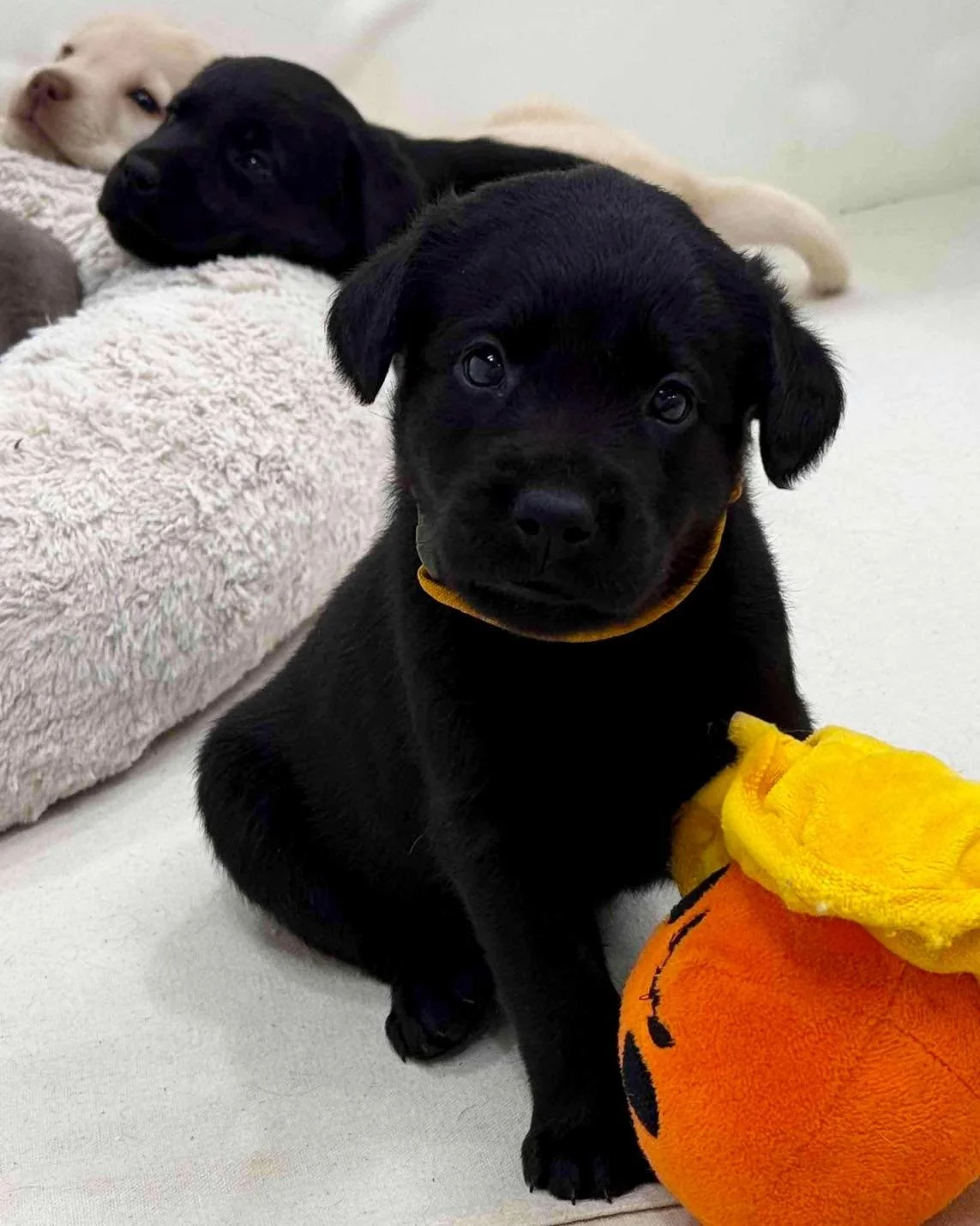 Good morning from this little ray of sunshine 🐾☀️
#Nougat from #ConfectioneryCorner at the #CaveInn 

#puppylove #labradorsofinstagram