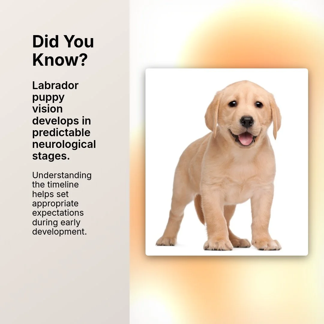 Some of our best questions come from our puppy parents. We love to hear that they are curious and want good information. Our #CaveInnLabradors blog goes into detail about these stages.
