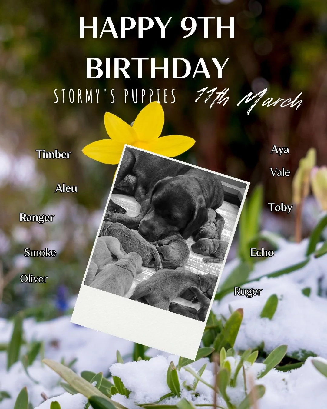 Happy Birthday on this snowy day! Stormy puppies turn 9 years young today! #CaveInn