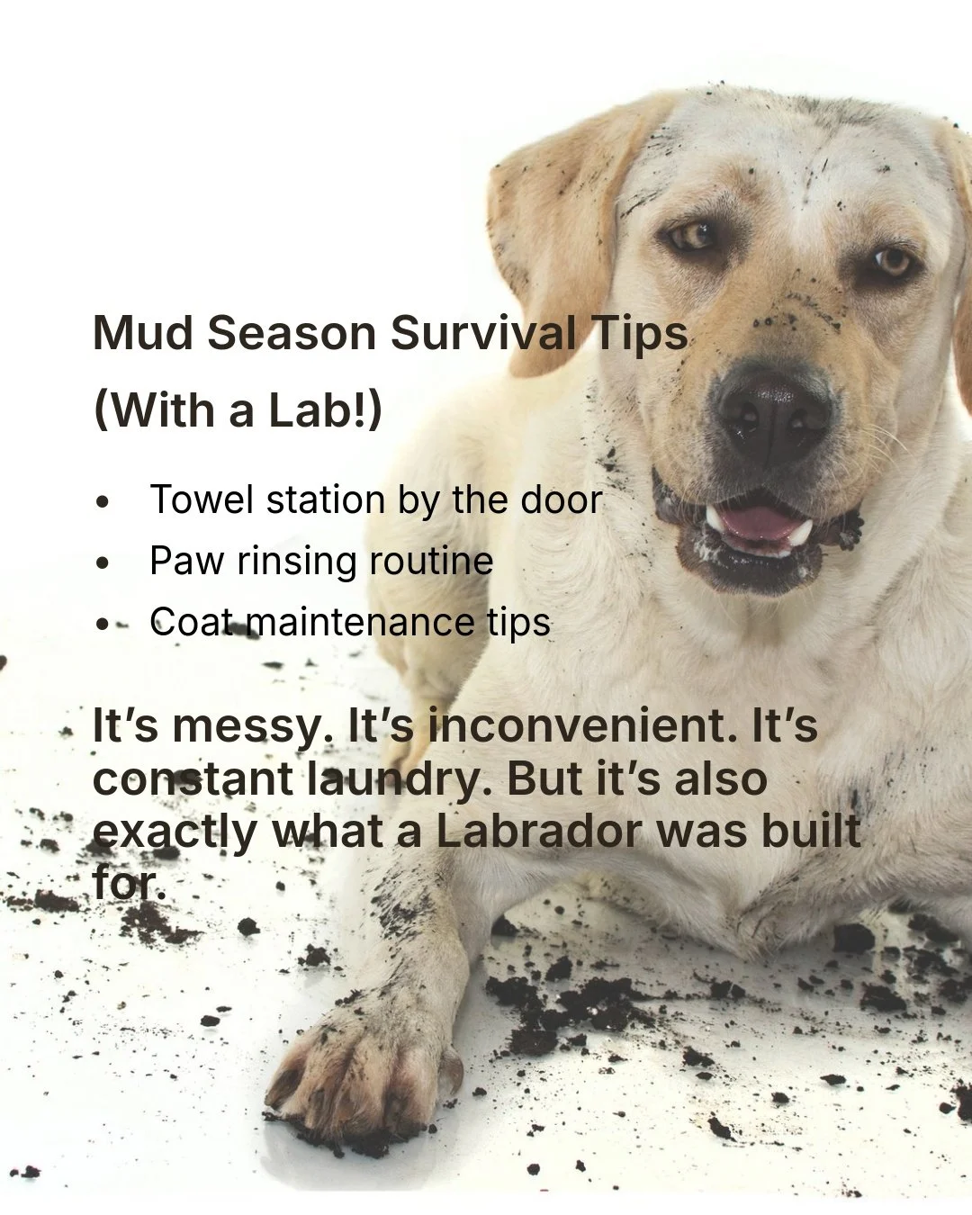 Mud season builds resilience:
Stronger immune exposure (within reason)
Environmental confidence
Tactile exploration
Excellent recall training opportunities (because they will run)

And for Labs? There is visible joy in a muddy field that simply does 