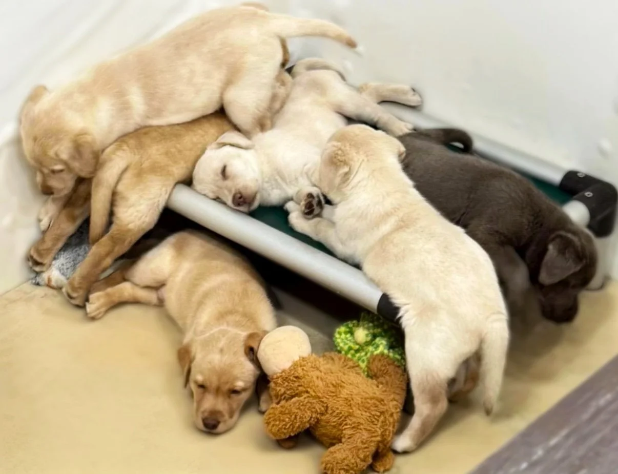 Why do puppies pile up together?

If you&rsquo;ve followed our litters for a while, you&rsquo;ve probably seen photos of nearly an entire group of puppies squeezed onto a single Kuranda bed. Even when there are several beds available, they still choo