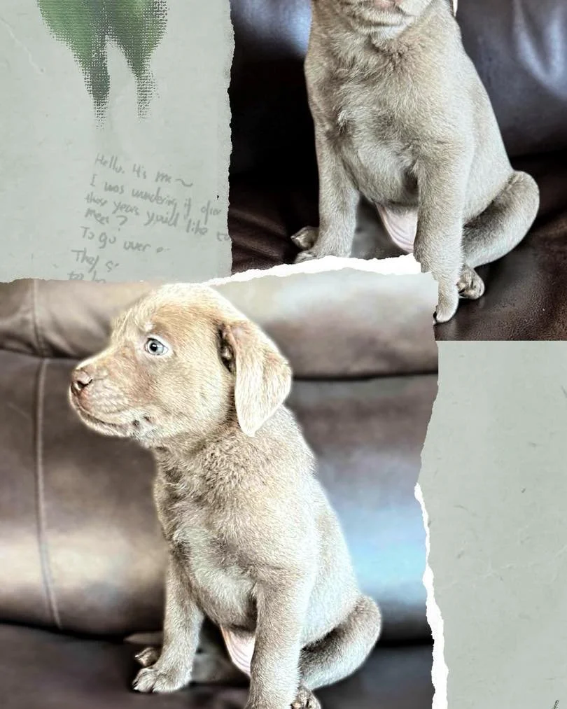 Cedar heading home 🏠 from the #CaveInn. 

Some puppies ease into the world&hellip; and then there&rsquo;s Sam&rsquo;s #QuietWinter &mdash;who arrived ready to shine.

Cedar is full of spark. There&rsquo;s a brightness about her that you feel immedia