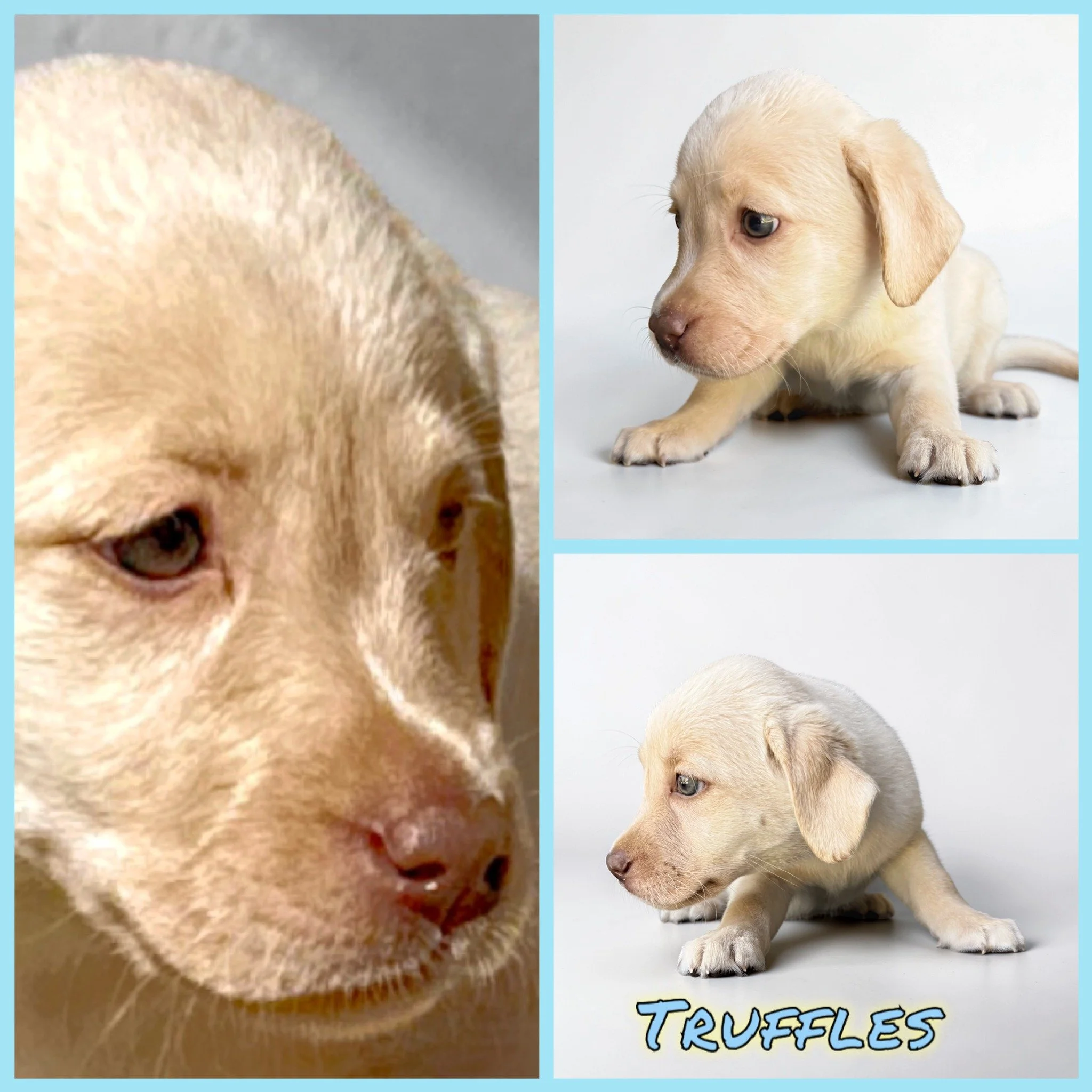 Three sweet farewells&hellip; and one very full heart.

Truffles, Cocoa, and Whitman of Evvy&rsquo;s #ConfectioneryCorner litter have all headed home, and just like that, the nursery feels a little quieter.

Truffles brought a gentle sweetness that l