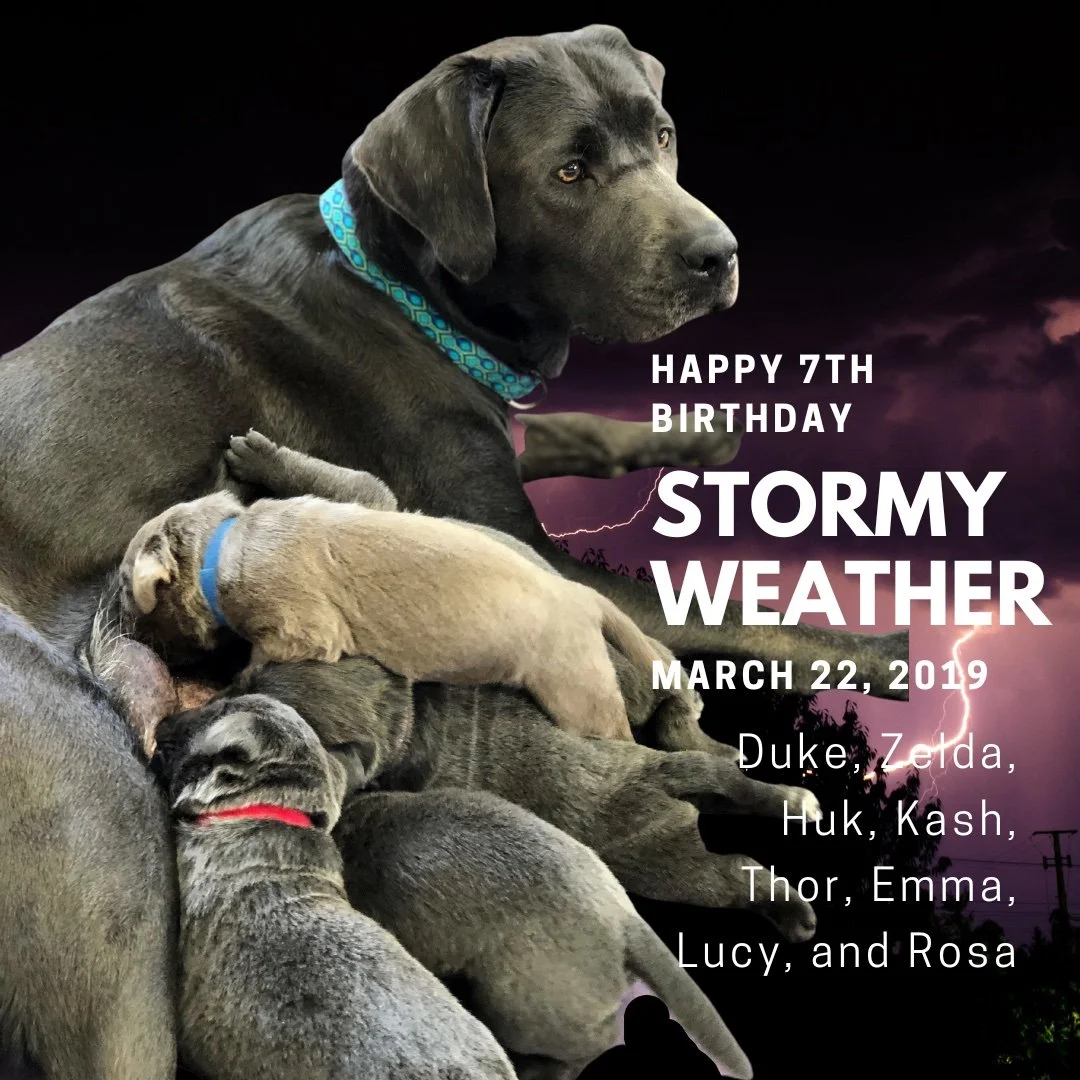Happy 7th Birthday Stormy weather kids!