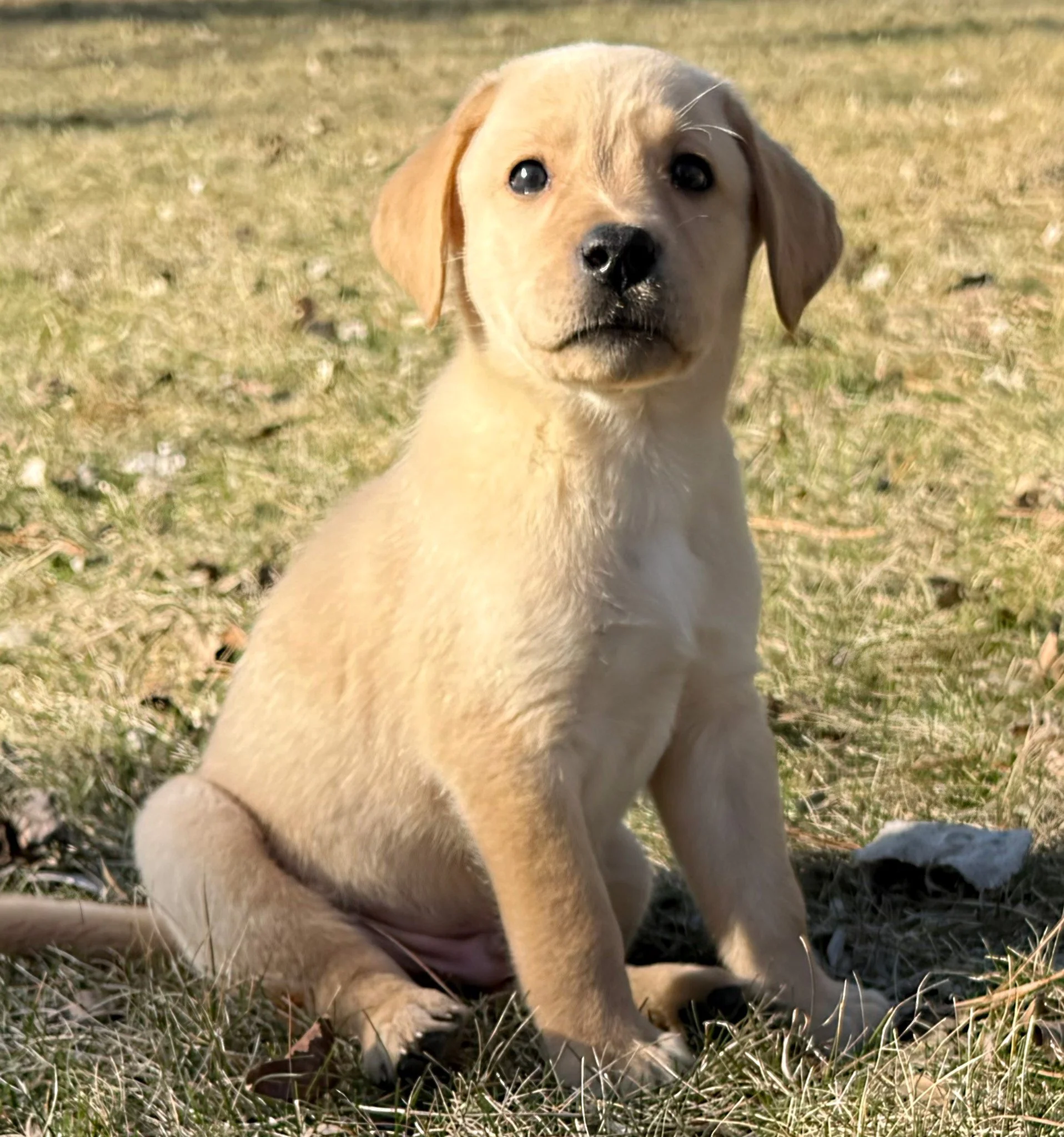 Mr. Taffy, your day has arrived 💛

From the very beginning, you stood out with that striking look&mdash;truly the best of both mom and dad wrapped into one handsome boy. But what we&rsquo;ll remember most is your steady, calm nature. You&rsquo;ve al
