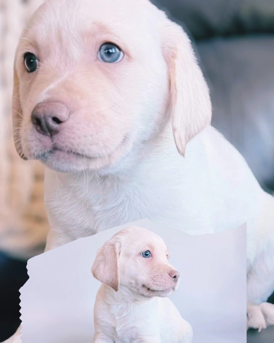 Milo heads home today from the #CaveInn 🤎

One by one, the #QuietWinter puppies are setting off&mdash;each beginning a lifelong adventure with their families. Milo has been a thoughtful, steady presence, and we know he&rsquo;ll bring that same quiet