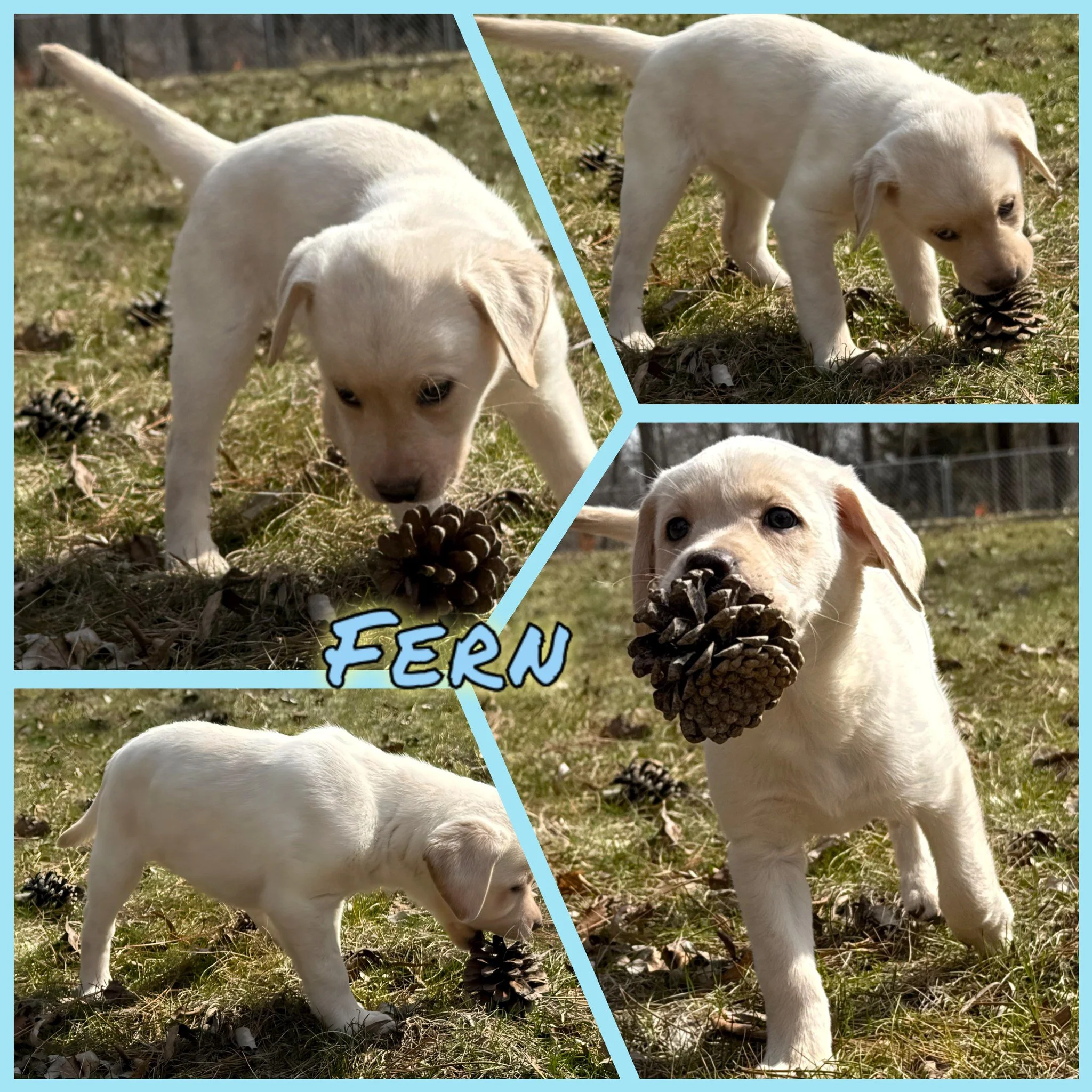 The #CaveInn grows a bit quieter with each passing day as Sam and Evvy&rsquo;s puppies head off to their forever homes. Today we said goodbye to Miss River and Miss Fern&mdash;both keeping their beautiful names, which suit them so well.

It felt just
