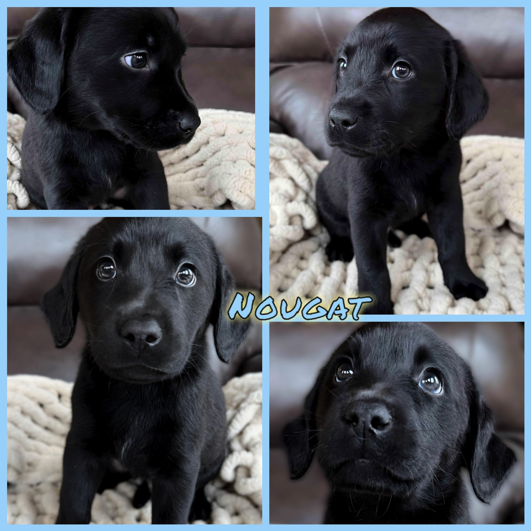 Another heartfelt farewell yesterday as Mr. Nougat (Evvy's #ConfectioneryCorner) headed home with his family. He&rsquo;s off to a life near the Windy City, where exciting adventures await&mdash;including a nearly two-year-old cousin, Bubba, (Ellie-Ma