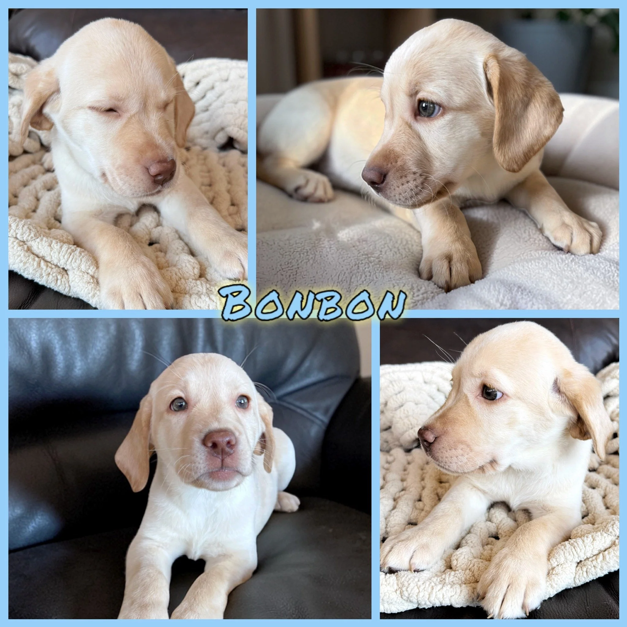 Saturday was a big go-home day at the #CaveInn as four puppies began their next chapters. Sweet Miss Bonbon was the first to head out. She has blossomed into a beautiful yellow girl from Evvy&rsquo;s #ConvectioneryCorner.

Bonbon is joining a family 