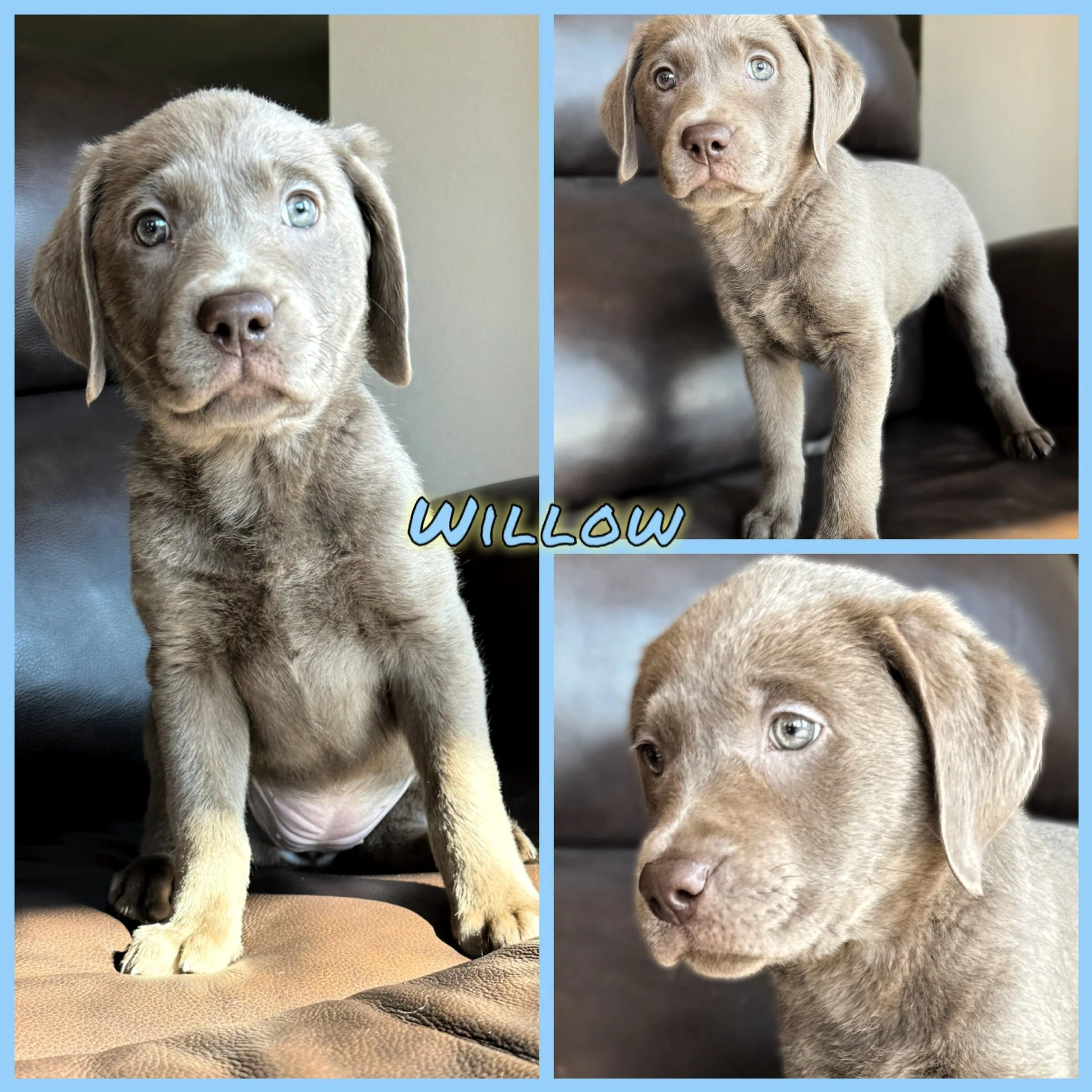 The final puppy from Sam&rsquo;s #QuietWinter said her goodbyes to the #CaveInn on Saturday afternoon. Miss Willow is off to a beautiful farm in Wisconsin, where she&rsquo;ll be welcomed by her family and an 11-month-old yellow Lab, Milo.

We have a 