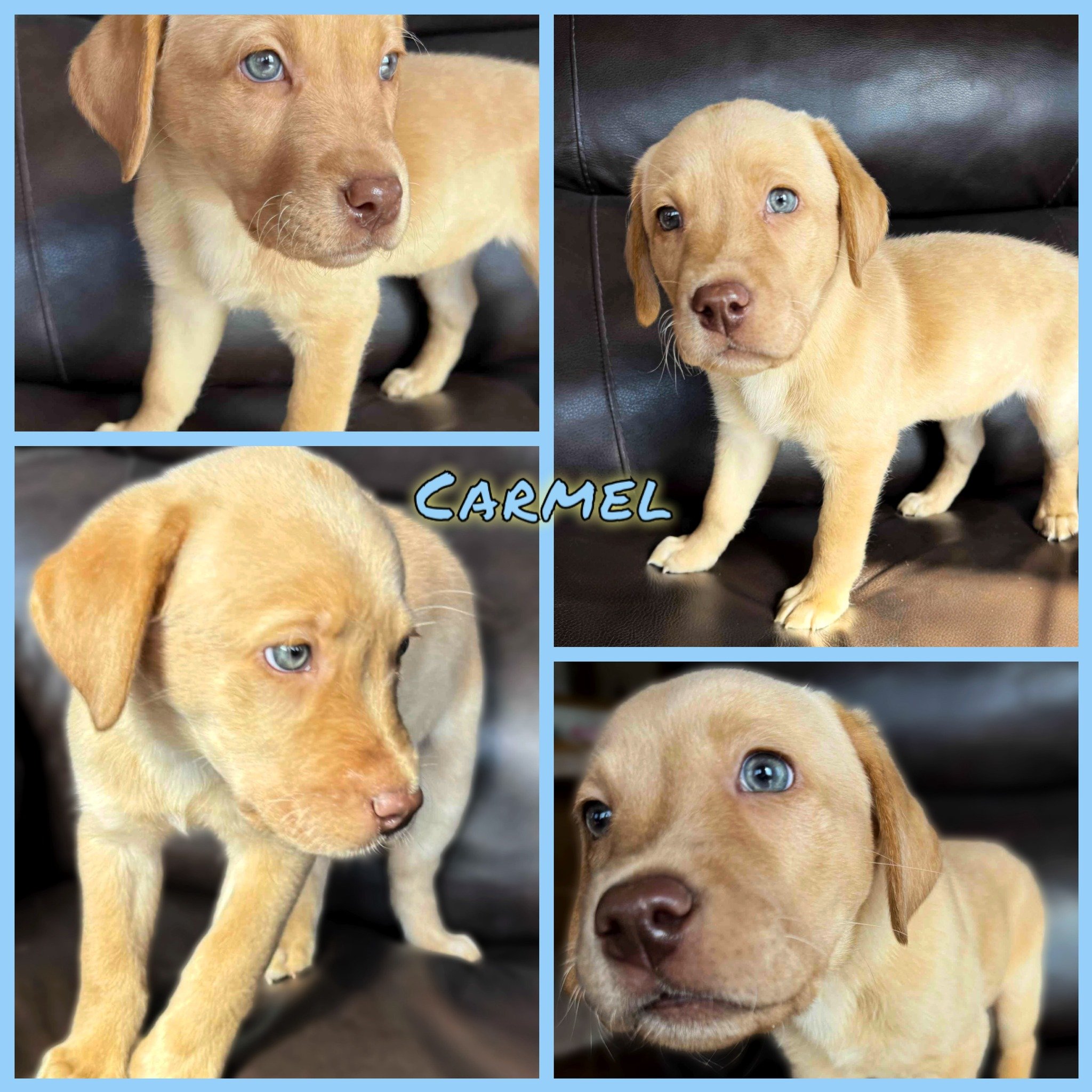 The final puppy to head home on Saturday was Carmel from the #ConvectioneryCorner. This handsome red boy carries his mom Evvy&rsquo;s rich coloring paired with his dad&rsquo;s signature features. The darkest of the litter, his name always felt like t
