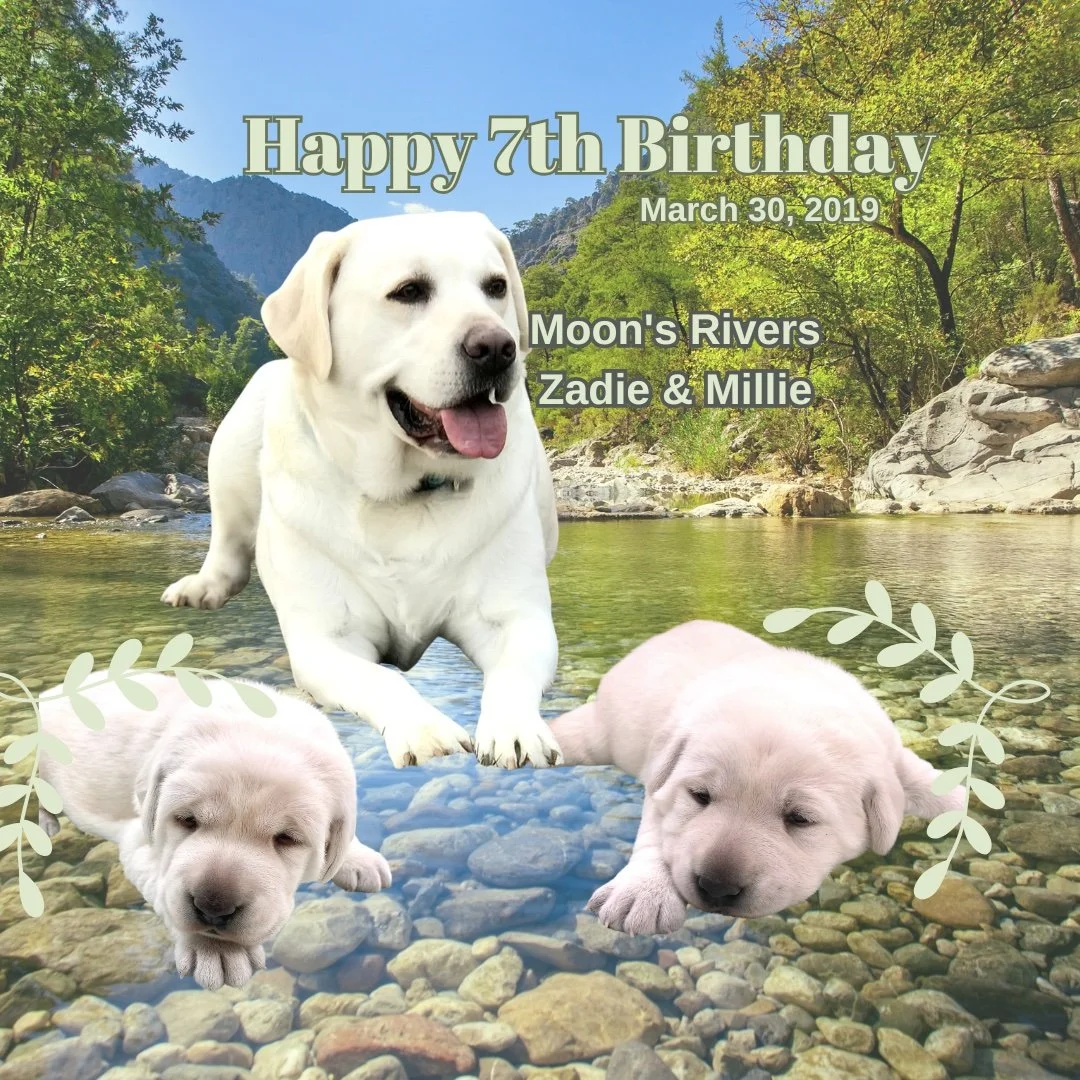 Happy 7th Birthday to these two special kids. Moon's last 2 puppies were born on this day. Where does the time go?