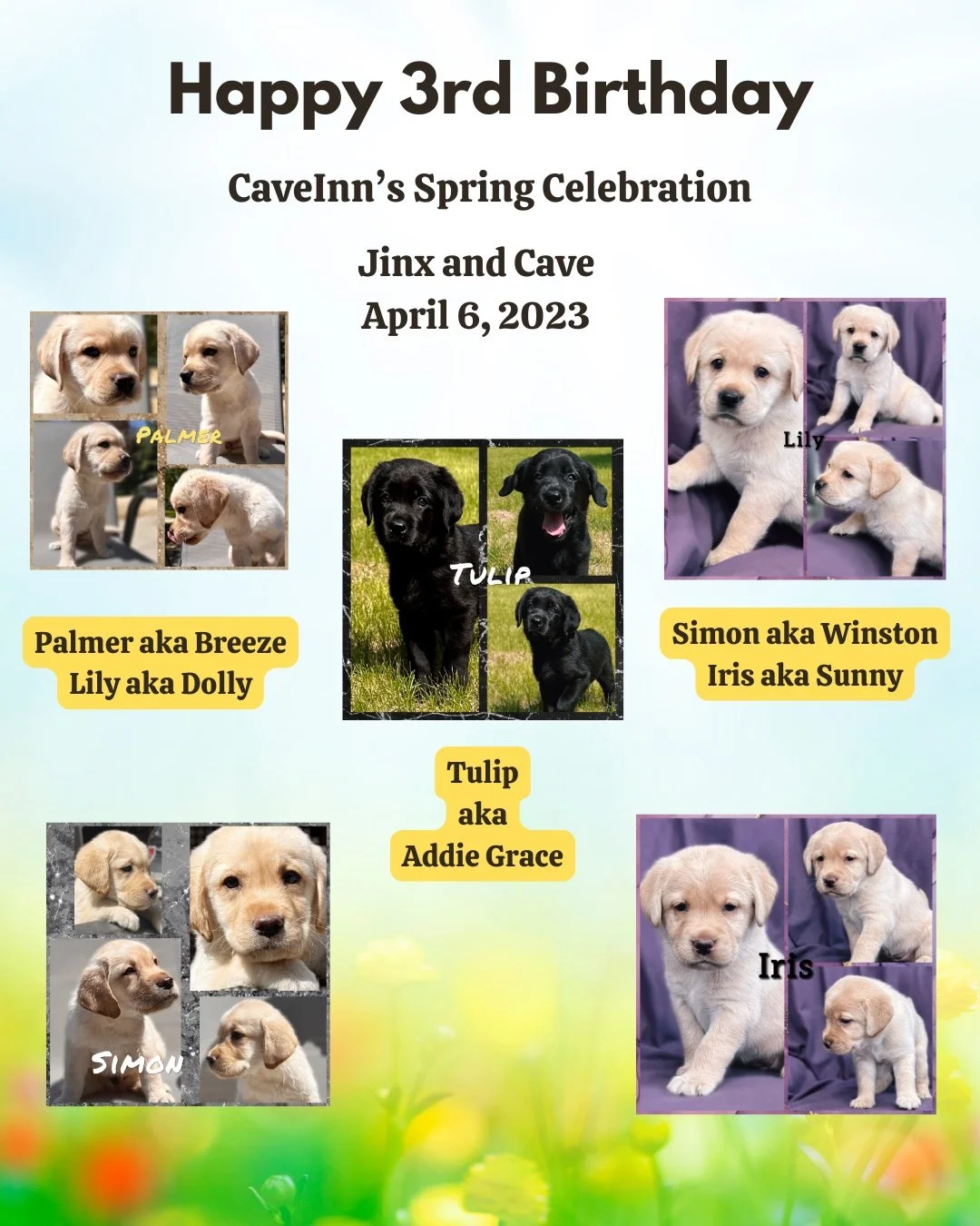 Happy 3rd Birthday to Jinx &amp; Cave&rsquo;s puppies! 🎉🐾

On April 6th, this special litter turns three&mdash;and what a journey it has been! From their first days at the #CaveInn to the lives they&rsquo;ve built with their forever families, these