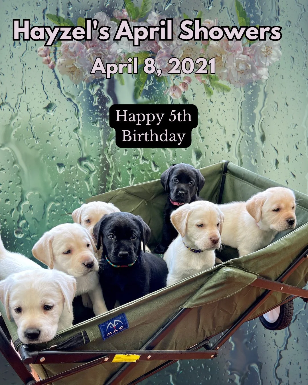 Happy 5th Birthday to Hayzel&rsquo;s #AprilShowers puppies! 🎉🌸

Our own AB sends love and well wishes to all her brothers and sisters for a joyful celebration. Here&rsquo;s to another year of adventures&mdash;and may the #AprilShowers bring on the 