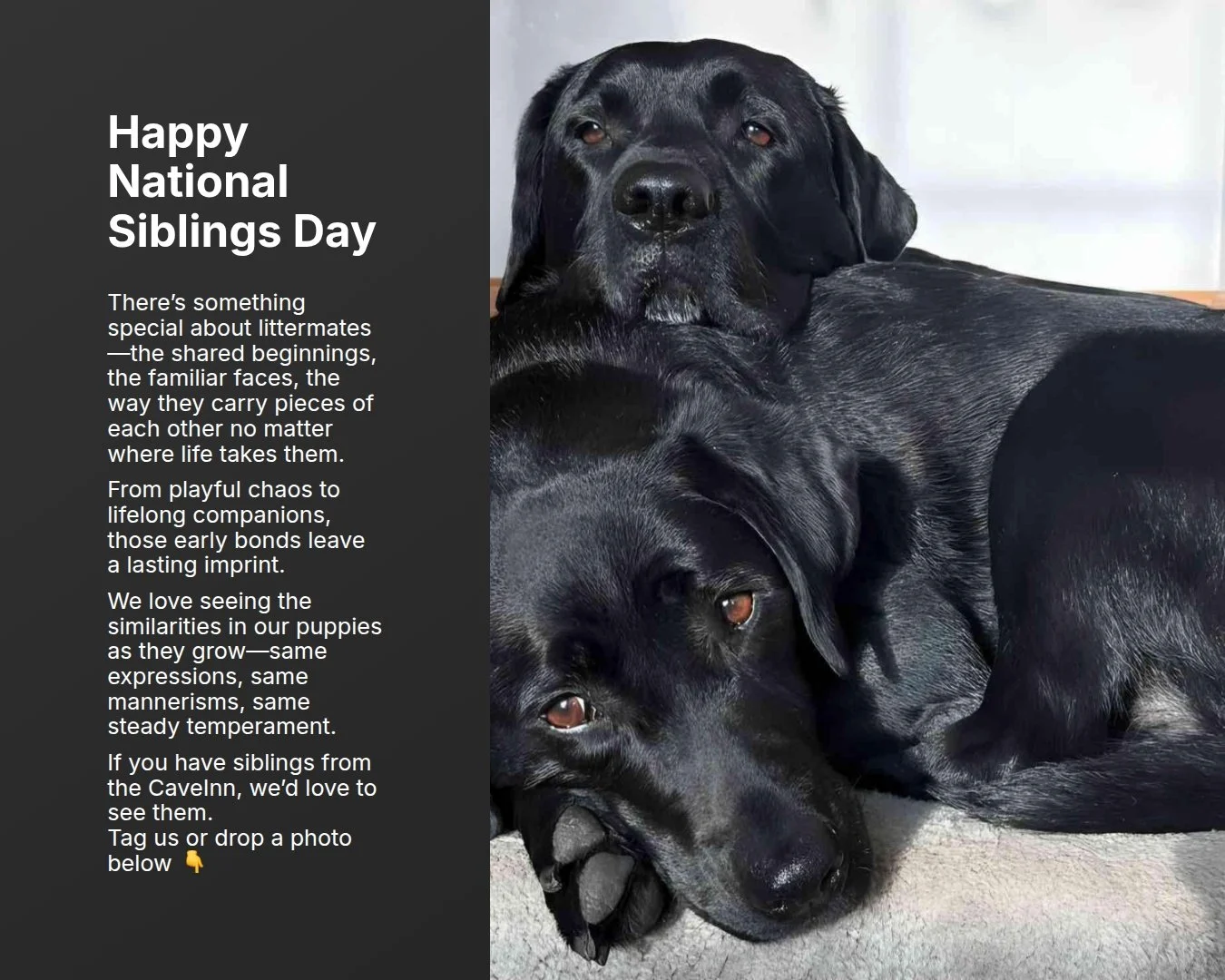 Happy National Siblings Day!
If you have siblings from the #CaveInn, we'd love to see them. Pictured here are Cali &amp; Duke from Tula's #LittleFish.
Tag us or drop a photo below👇