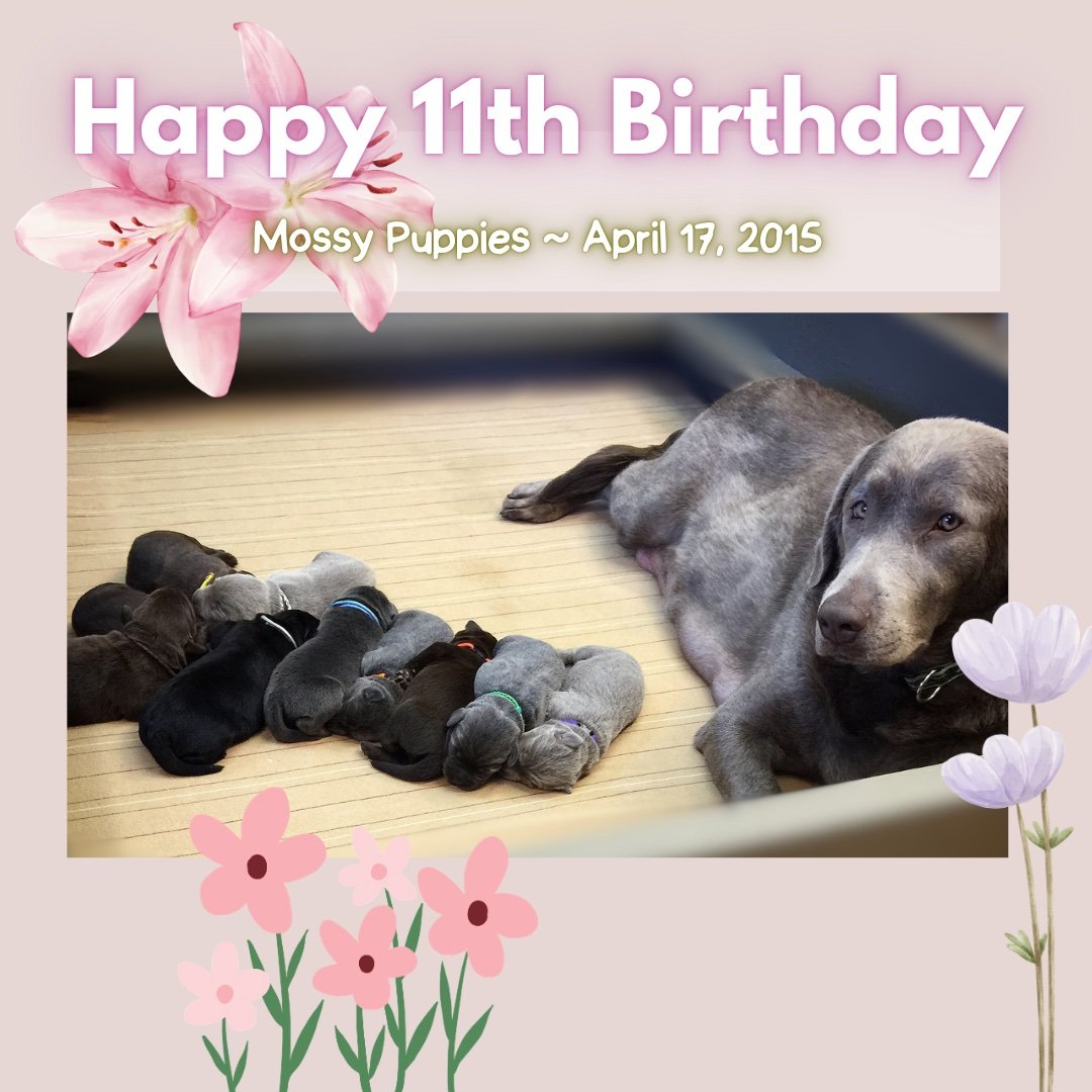 Missing Miss Mossy at the #CaveInn every time a puppy birthday comes around 🤎.

While we know some of these sweet souls are now reunited with their momma Mossy over the Rainbow Bridge, we still take a moment to honor each one. Their pawprints&mdash;
