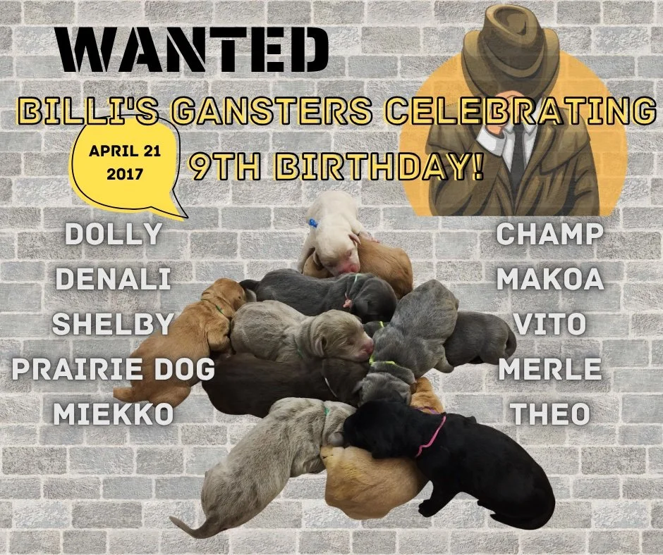 Celebrating Billi's Gansters 9th Birthday today! Happy day from the #CaveInn!