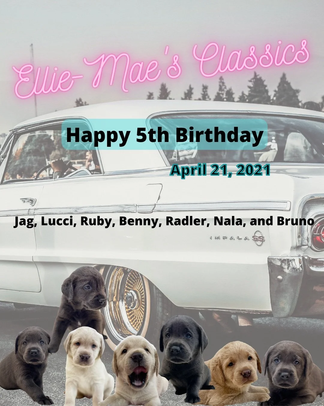 Happy 5th Birthday to Ellie-Mae&rsquo;s #Classics crew! 🎉🐾

Five years ago, this unforgettable litter made their debut, each one bringing their own timeless charm, loyal hearts, and playful spirit into the world. From those early days at the #CaveI
