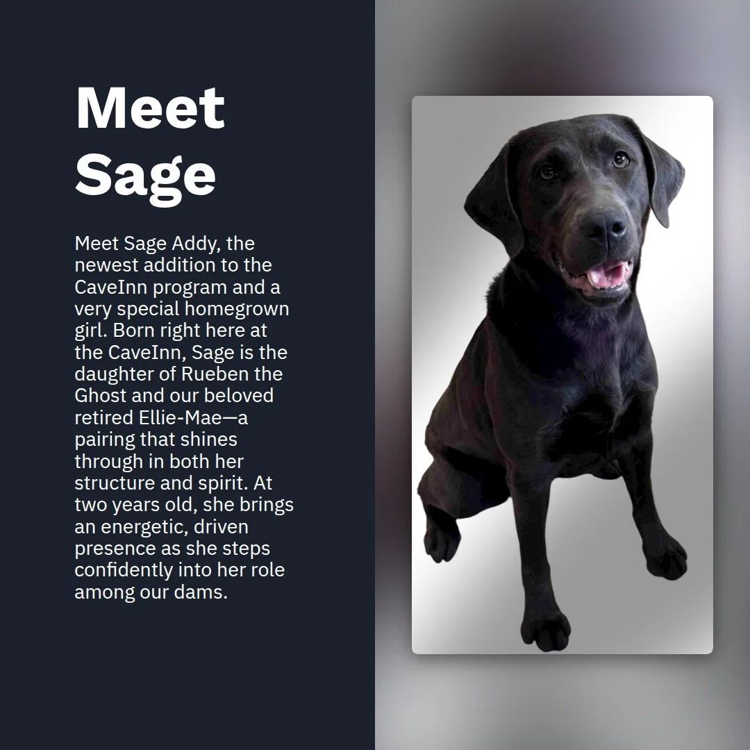 Introducing...Miss Sage Addy

Sage&rsquo;s health clearances reflect the quality we prioritize, with OFA hips rated EXCELLENT and elbows NORMAL. Her comprehensive genetics panel confirms she is clear of all common Labrador Retriever genetic diseases,