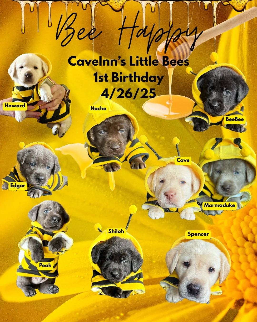 Happy 1st Birthday to AB&rsquo;s Little Bees! 🐝💛

What a joy it has been to watch this sweet litter grow and flourish over the past year. From their earliest days at the CaveInn to the wonderful lives they are living now, each of you has brought so