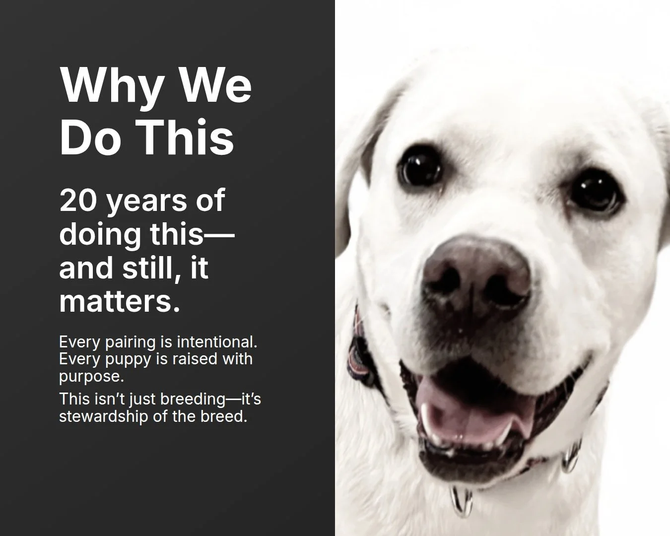 Twenty years later, the reason remains the same.

We do this for the Labrador&mdash;for the preservation of sound structure, stable temperament, and the qualities that have made this breed such an exceptional companion for generations.

Every breedin