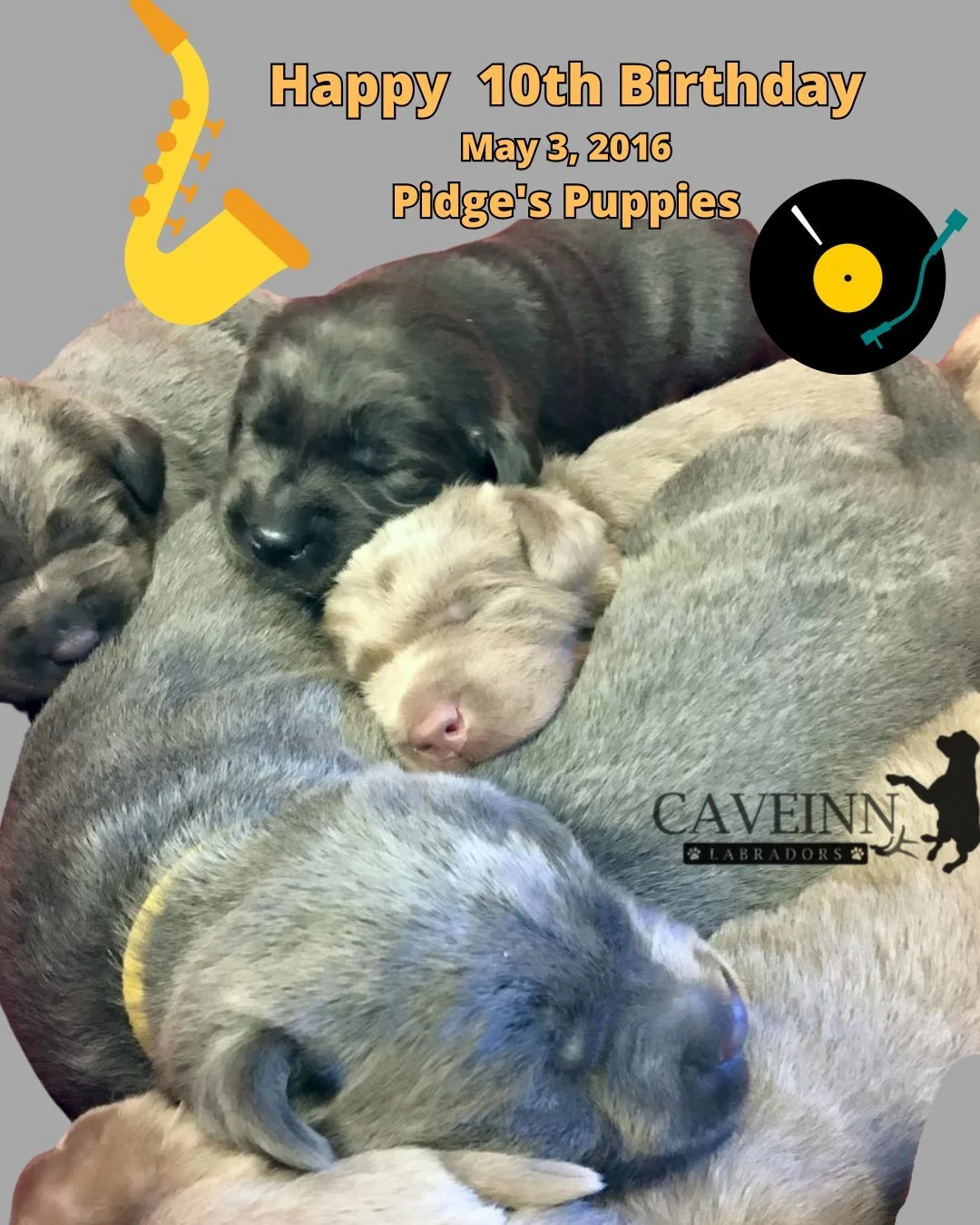 🎉🐾 Happy 10th Birthday to our Pidge Puppies! 🐾🎉

A whole decade&hellip; it hardly seems possible.

Today we&rsquo;re celebrating a very special litter&mdash;our Pidge babies&mdash;who came into the world with so much promise and have spent the la
