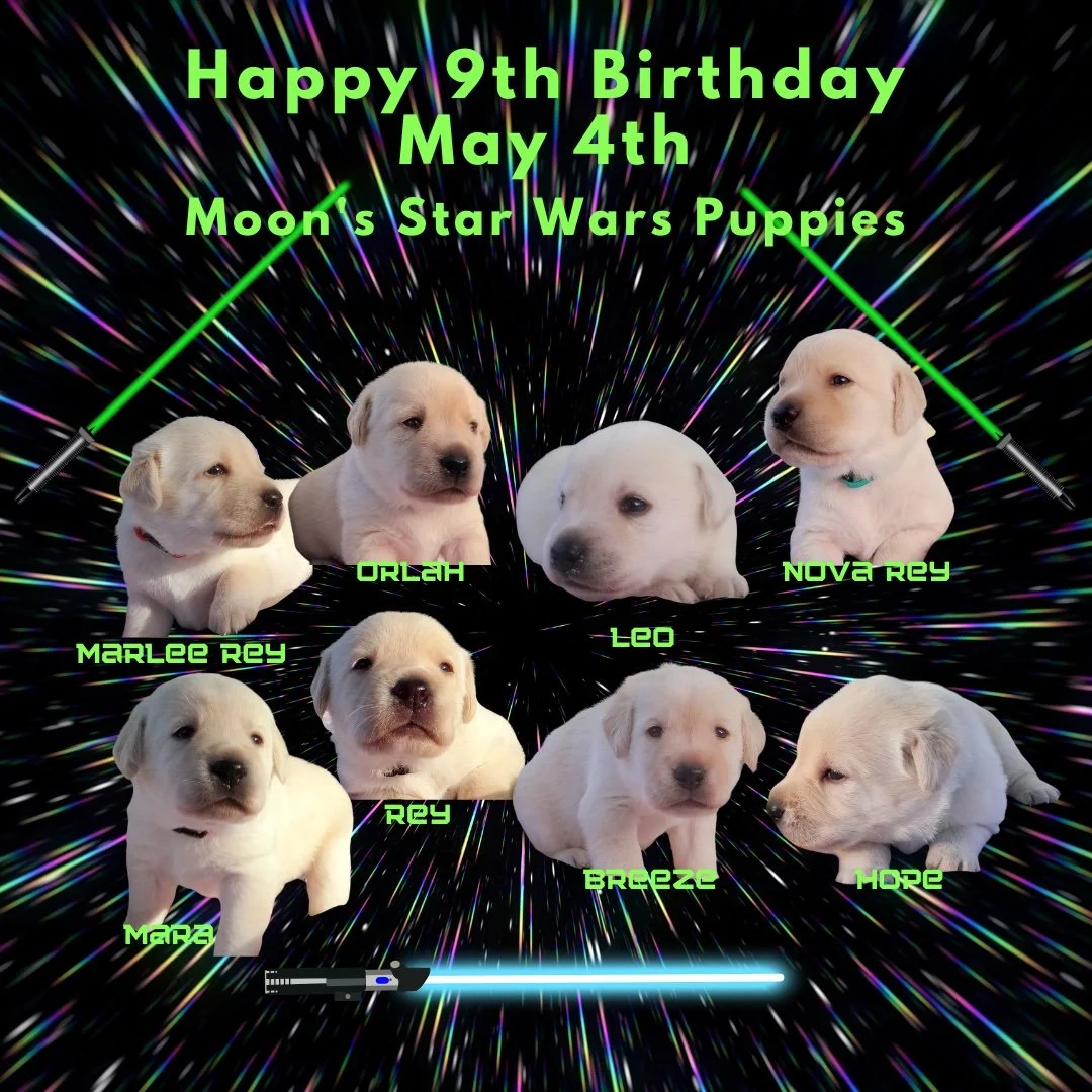 ✨🐾 Happy 9th Birthday to our Moon &amp; Cave &ldquo;Star Wars Day&rdquo; litter! 🐾✨

Born on May the 4th, this special group has always carried a little extra magic&mdash;and maybe a touch of the Force. 💫

Nine years later, these pups have grown i