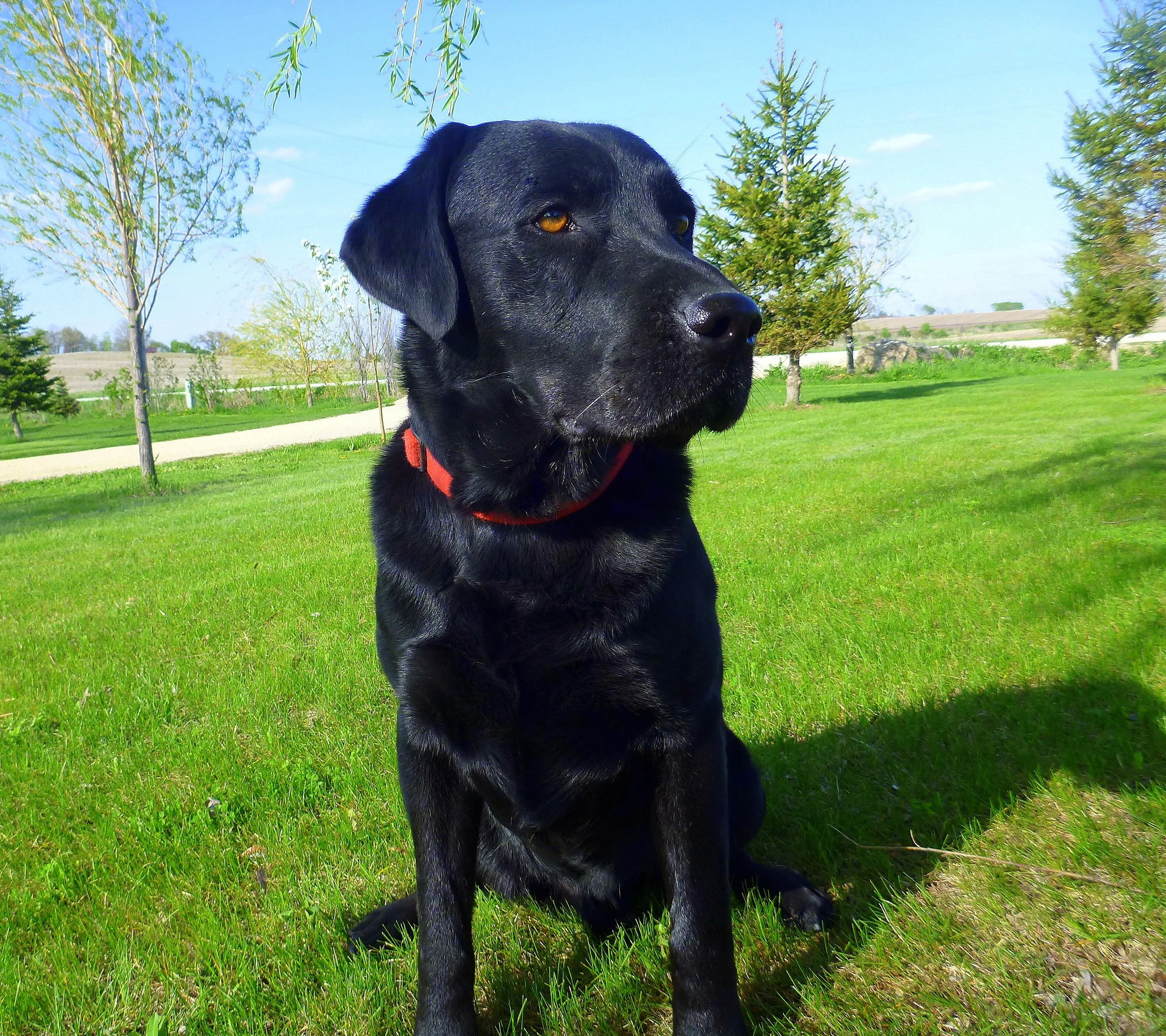 🐾 Why Structure Matters More Than Freedom for Your Puppy