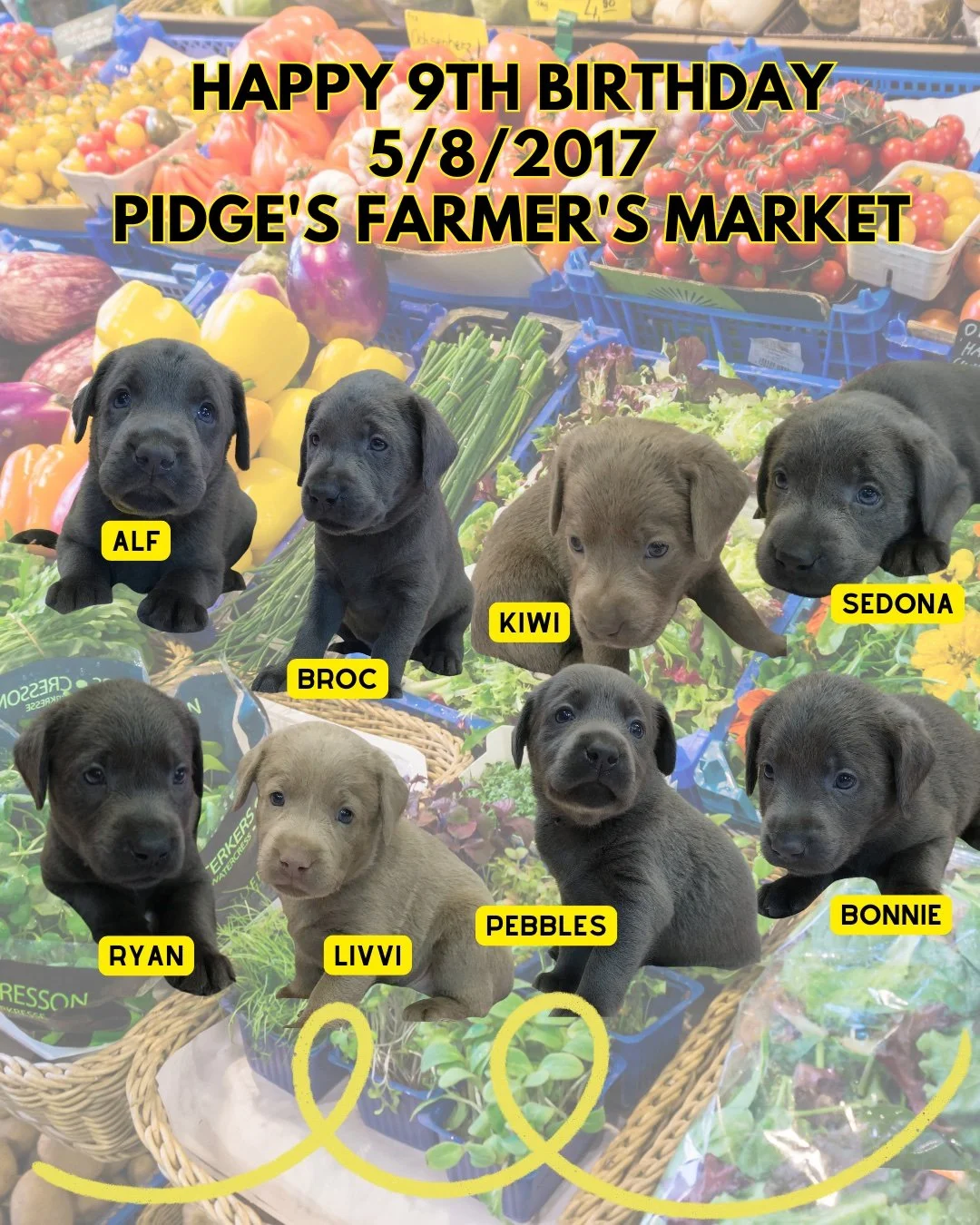 Happy 9th Birthday to Pidge&rsquo;s Farmer&rsquo;s Market Crew! 🌽🍓🐾

Nine years ago, Pidge&rsquo;s adorable little &ldquo;market fresh&rdquo; litter made their debut&mdash;nine perfect pups, each as sweet as summer berries and as special as a Satu