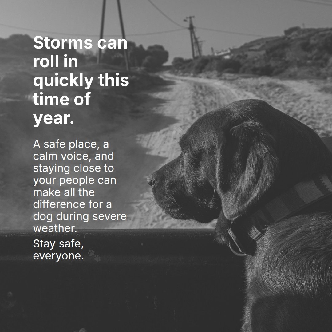 We are in for a stormy pattern this weekend. Labradors, in particular, tend to stay very tuned in to their people. Your reassurance, routine, and presence often matter more than anything else.

Sometimes the best comfort during a storm is simply bein