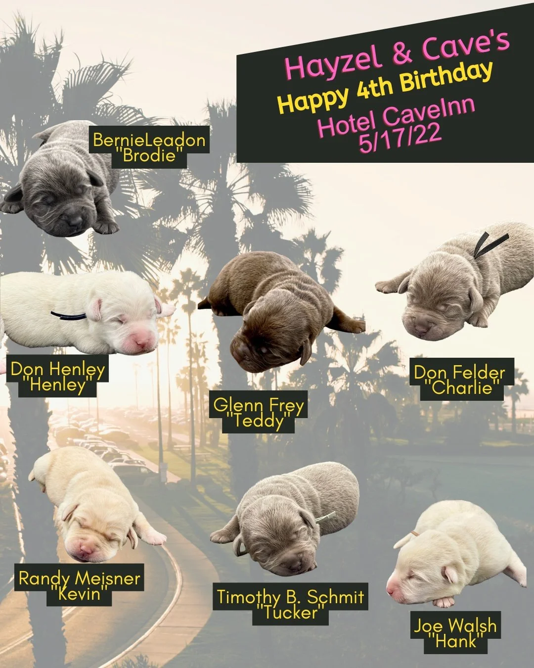 Happy 4th Birthday to Hayzel&rsquo;s Hotel CaveInn crew! 🏨🐾🎶

Inspired by the iconic Hotel California, this unforgettable litter checked in four years ago&mdash;and they&rsquo;ve been living the good life ever since. With their laid-back vibes, so