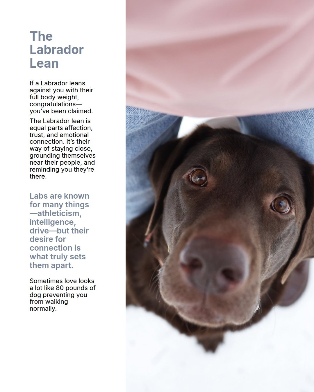 The #Labrador Lean