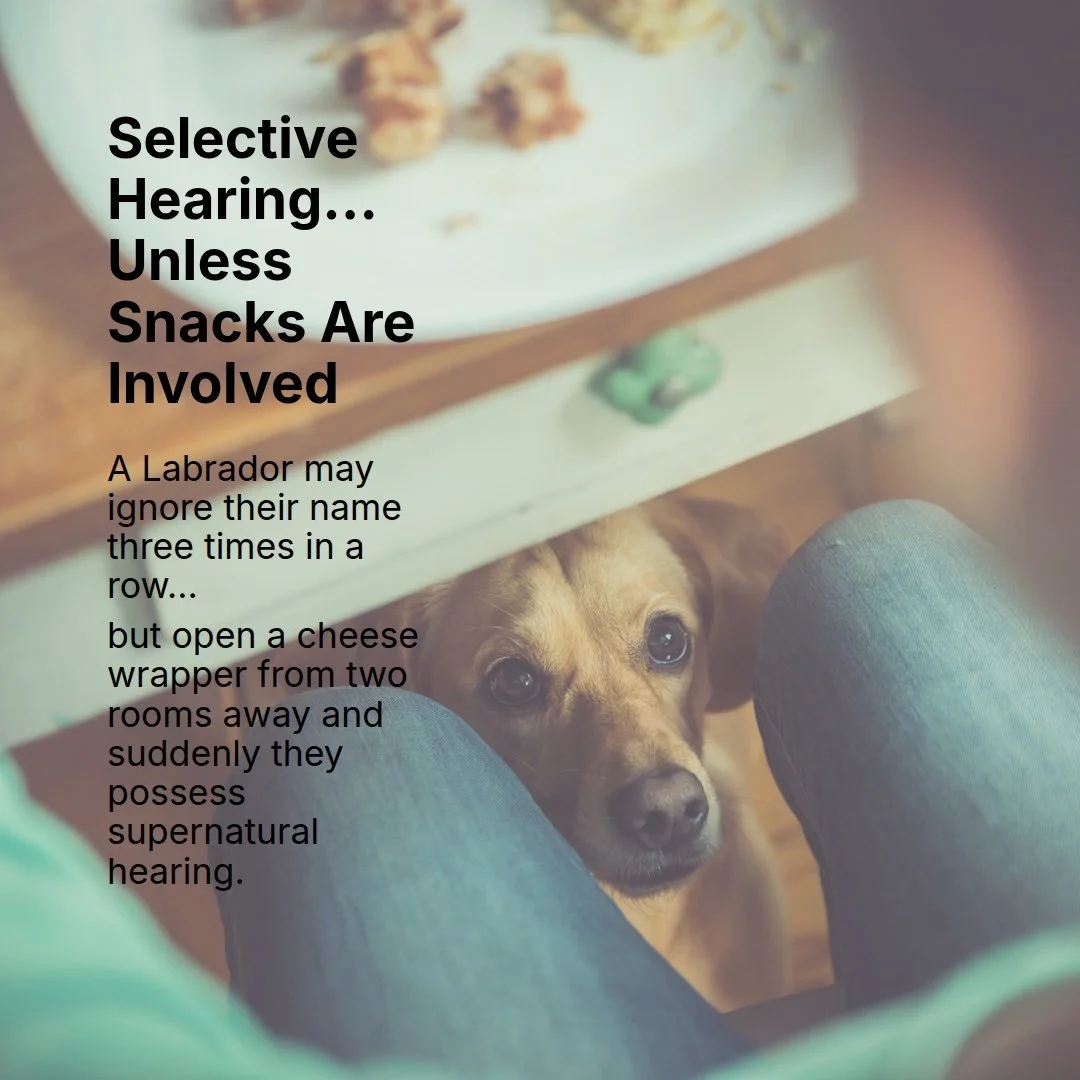 Food motivation is one of the reasons Labradors are highly trainable. They love to work, love engagement, and generally consider snacks a perfectly reasonable form of compensation.

I think I was a Labrador in a previous life😀.

Training a Labrador 