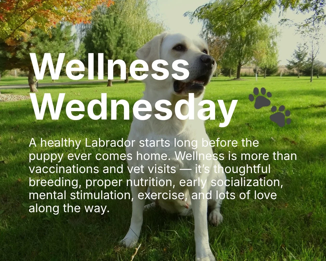 At CaveInn Labradors, we believe wellness begins with strong genetics, intentional pairing decisions, and raising puppies in an environment where they can thrive physically and emotionally. From daily enrichment to plenty of cuddles, every little exp