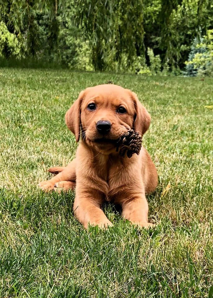 Looking Back: Our First Years at CaveInn Labradors 