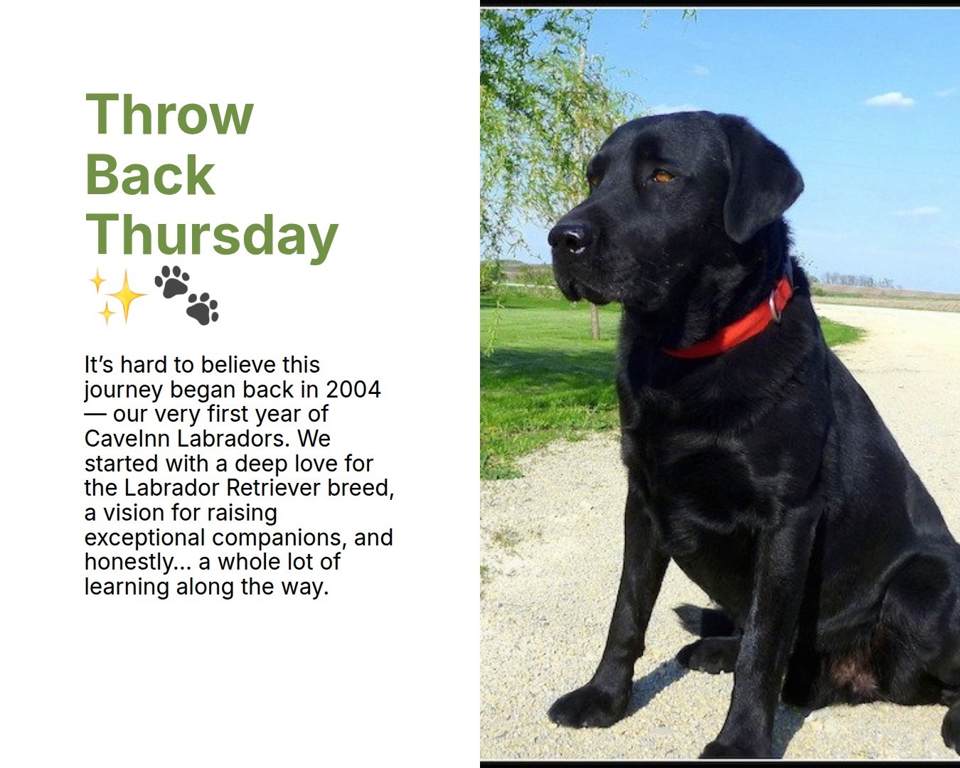 Those early days looked a little different than today. Fewer dogs, simpler setups, stacks of pedigree papers on the desk, and countless hours spent studying bloodlines, training, and raising puppies the very best we knew how. What hasn&rsquo;t change