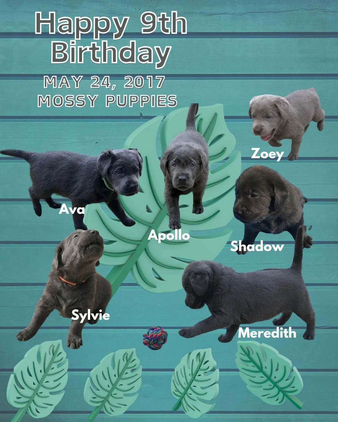 Nine years ago, Mossy welcomed a beautiful litter of puppies into the world, and what a joy they have been ever since. Happy 9th Birthday to Mossy's wonderful pups! Wishing each of them a day filled with extra treats, belly rubs, and all the love the