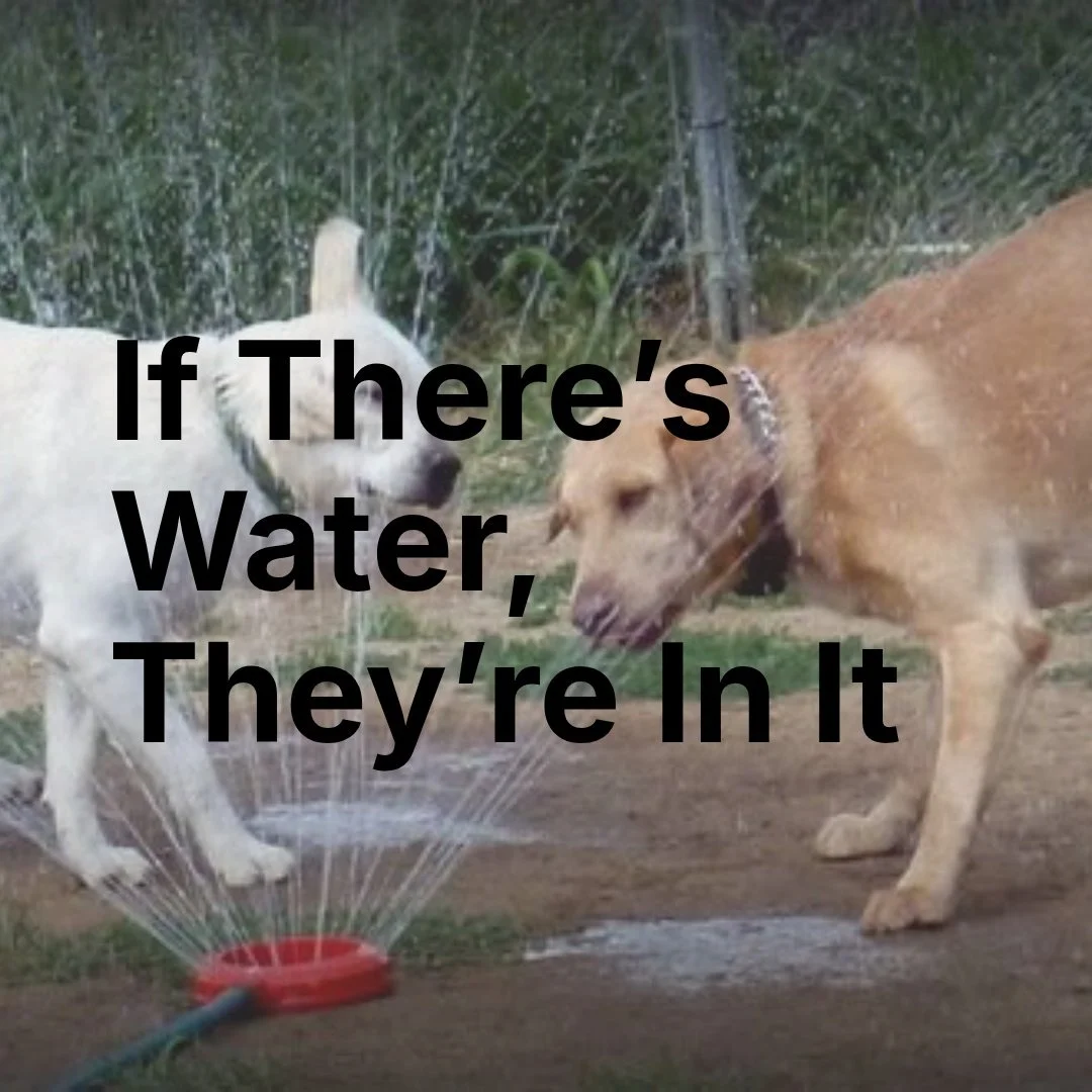 Labradors do not differentiate between:

*lakes
*puddles
*water bowls
*freshly mopped floors

Water is water.

The breed was developed to retrieve in harsh, wet conditions, and many Labs still carry that natural enthusiasm for swimming and water work